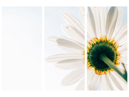 3-piece-canvas-print-a-daisy