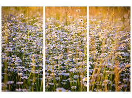 3-piece-canvas-print-a-field-full-of-camomile