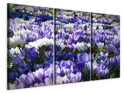 3-piece-canvas-print-a-field-full-of-crocuses