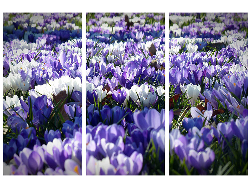 3-piece-canvas-print-a-field-full-of-crocuses