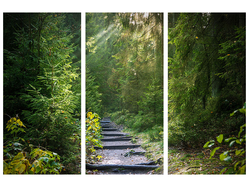 3-piece-canvas-print-a-path-between-firs