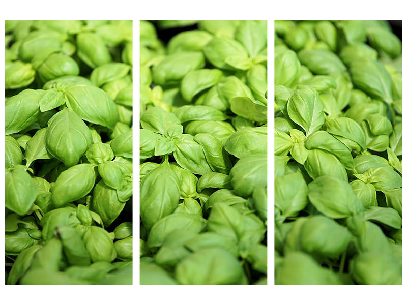 3-piece-canvas-print-all-basil