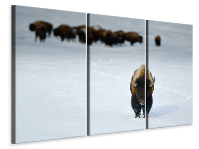 3-piece-canvas-print-alpha-male-bison