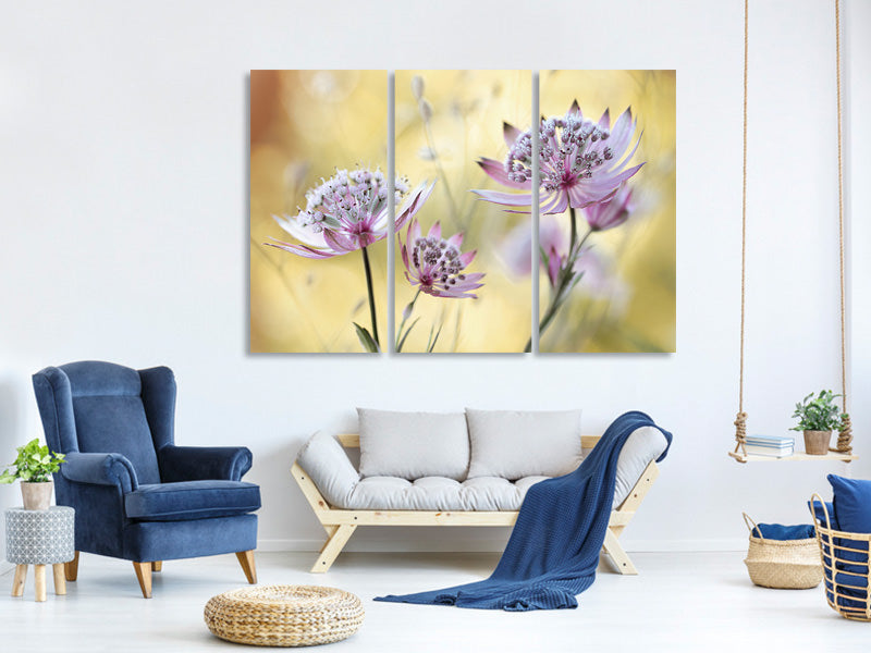 3-piece-canvas-print-astrantia-major