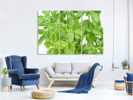 3-piece-canvas-print-basil-in-xxl