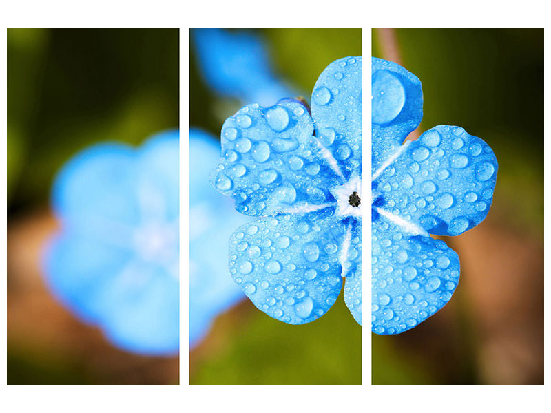 3-piece-canvas-print-blue-flower-with-morning-dew