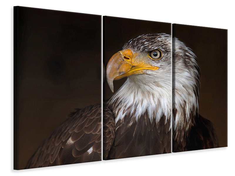 3-piece-canvas-print-caged-eagle