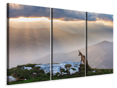 3-piece-canvas-print-chamois-in-piatra-craiului-romania