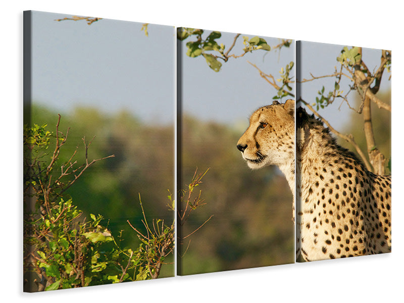 3-piece-canvas-print-cheetah-in-nature