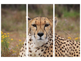 3-piece-canvas-print-cheetah-xl