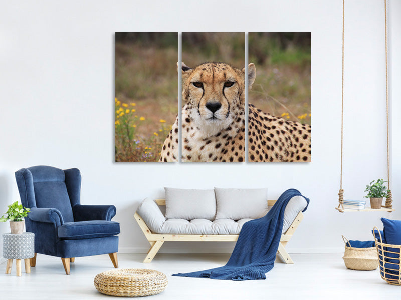 3-piece-canvas-print-cheetah-xl