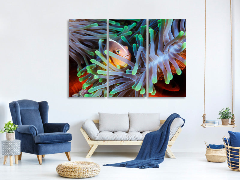 3-piece-canvas-print-clownfish