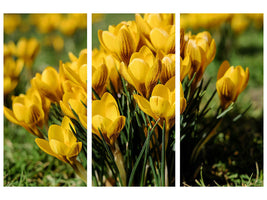 3-piece-canvas-print-crocuses-in-spring