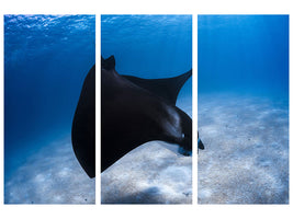 3-piece-canvas-print-dancing-manta