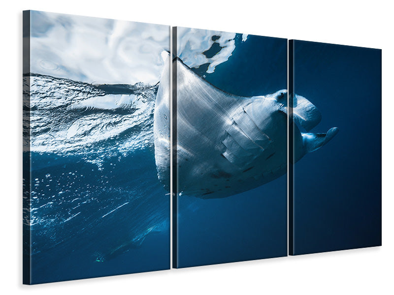 3-piece-canvas-print-flying-manta-ray