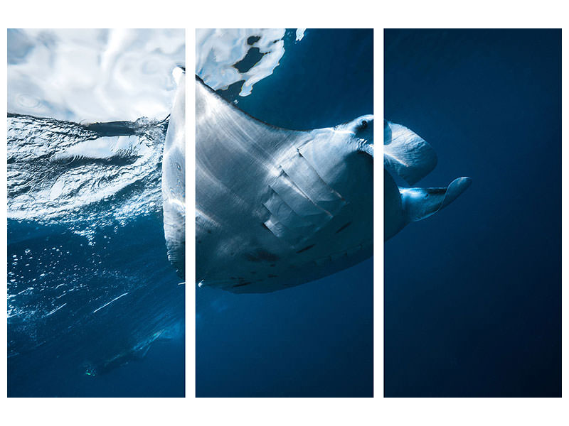 3-piece-canvas-print-flying-manta-ray