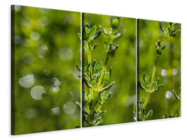 3-piece-canvas-print-fresh-thyme