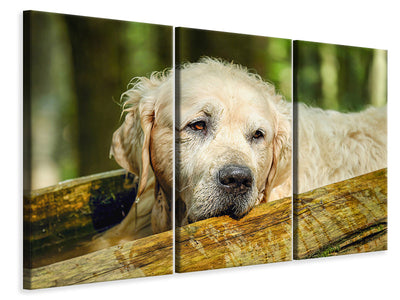 3-piece-canvas-print-golden-retriever-in-nature