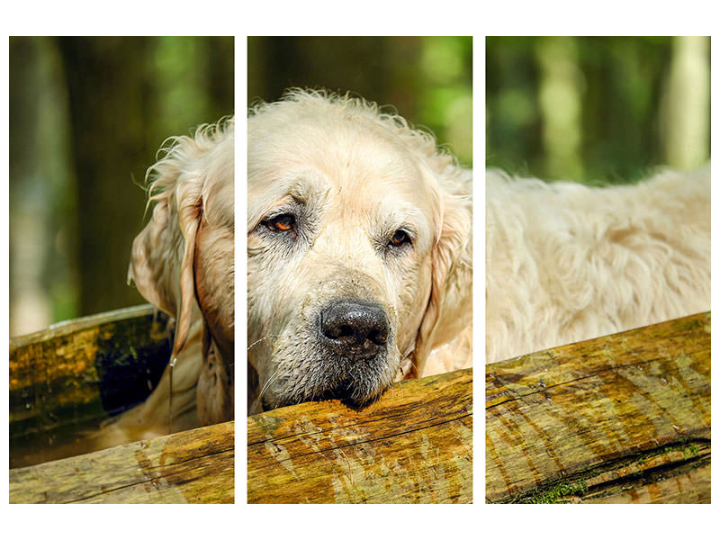 3-piece-canvas-print-golden-retriever-in-nature