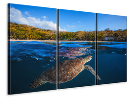 3-piece-canvas-print-green-turtle-sea-turtle