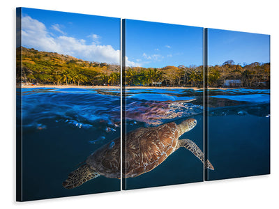 3-piece-canvas-print-green-turtle-sea-turtle