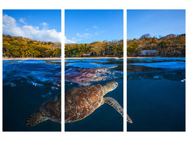 3-piece-canvas-print-green-turtle-sea-turtle