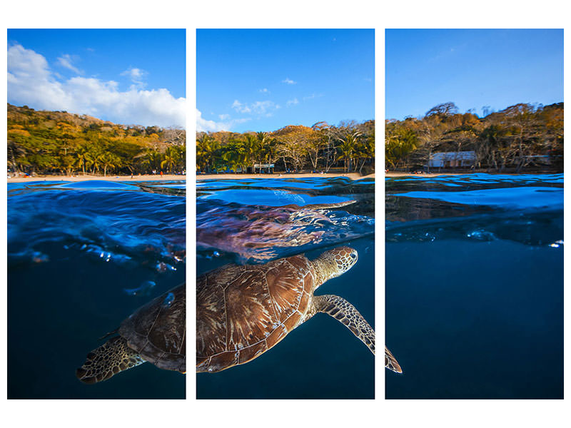 3-piece-canvas-print-green-turtle-sea-turtle