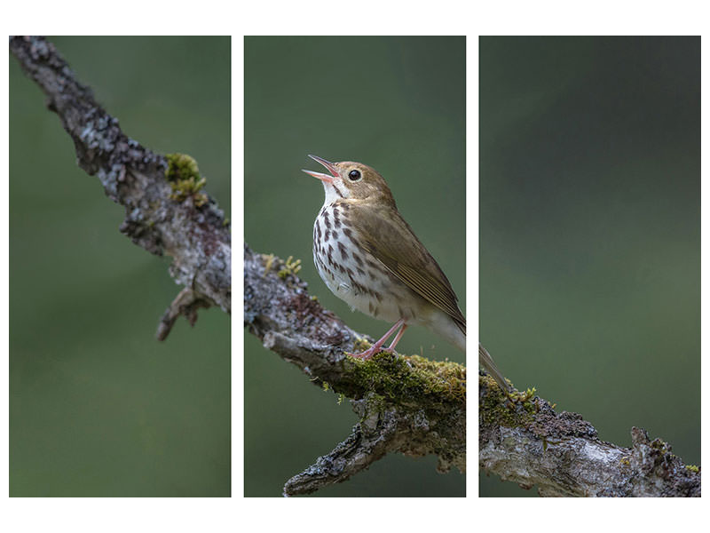 3-piece-canvas-print-in-the-forest-p