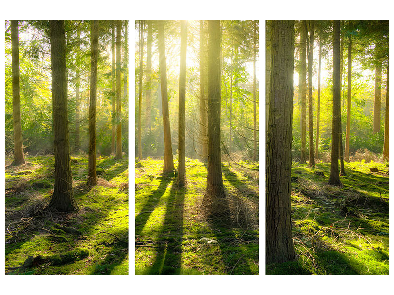 3-piece-canvas-print-in-the-middle-of-the-woods