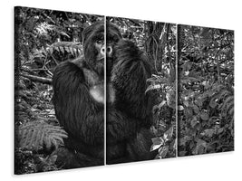 3-piece-canvas-print-kwitonda-silverback