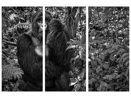 3-piece-canvas-print-kwitonda-silverback