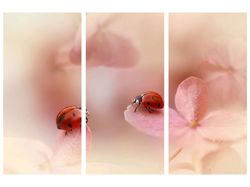 3-piece-canvas-print-ladybirds-on-pink-hydrangea