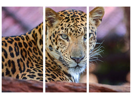 3-piece-canvas-print-leopard