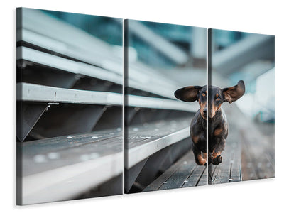 3-piece-canvas-print-little-dog