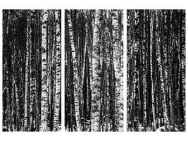 3-piece-canvas-print-many-birches-xl