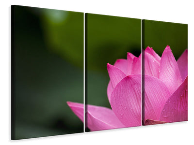 3-piece-canvas-print-marko-lotus-in-pink