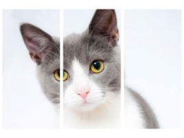 3-piece-canvas-print-noble-cat