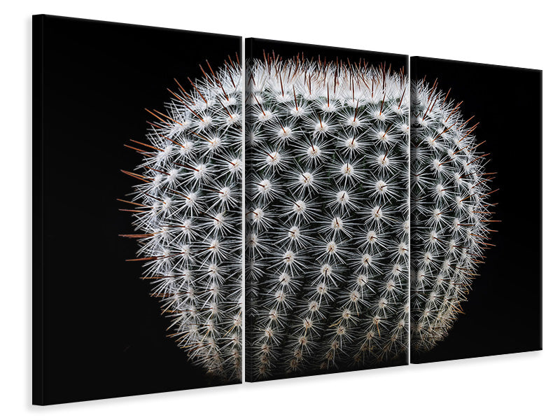 3-piece-canvas-print-notocactus-scopa-ii