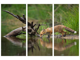 3-piece-canvas-print-red-fox-ii