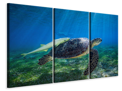 3-piece-canvas-print-sea-turtle