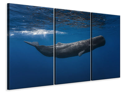 3-piece-canvas-print-sperm-whale