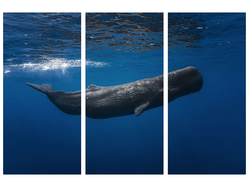 3-piece-canvas-print-sperm-whale