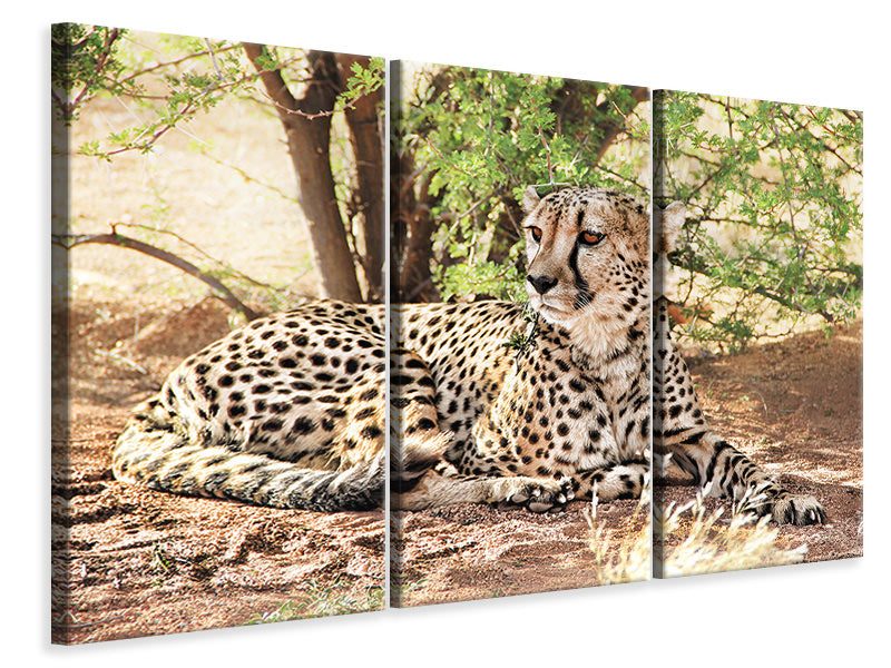 3-piece-canvas-print-sun-cheetah