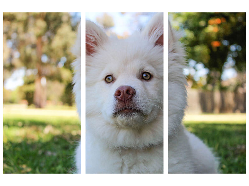 3-piece-canvas-print-sweet-dog-snout