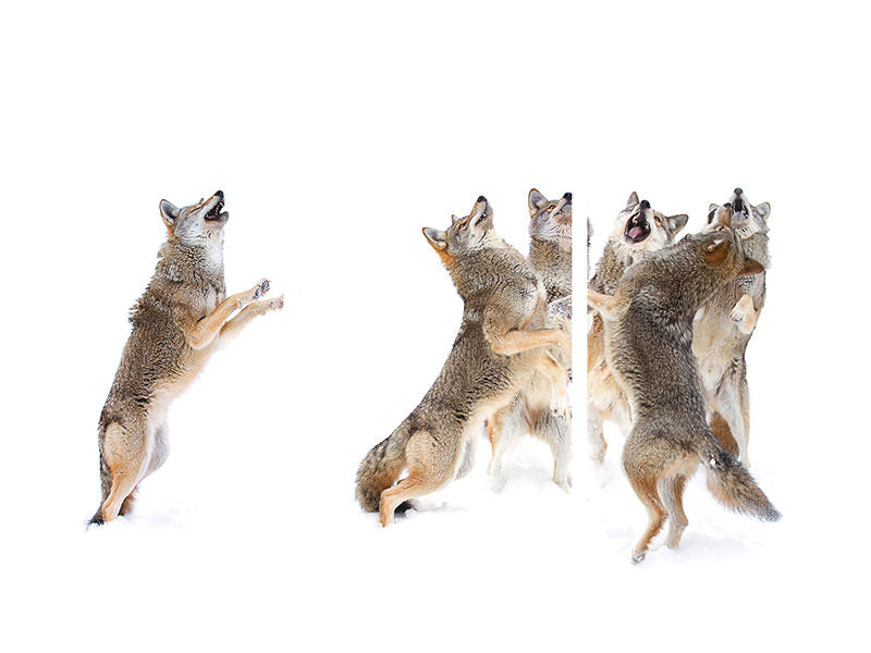 3-piece-canvas-print-the-choir-coyotes