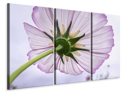 3-piece-canvas-print-the-cosmos-flower