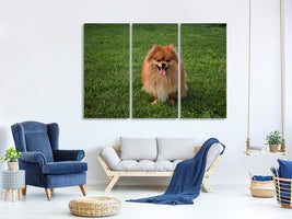 3-piece-canvas-print-the-little-spitz