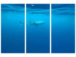 3-piece-canvas-print-the-whale-shark