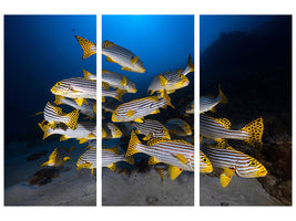 3-piece-canvas-print-underwater-photography-indian-ocean-sweetlips