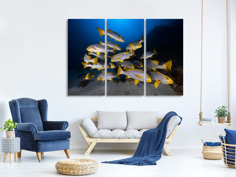 3-piece-canvas-print-underwater-photography-indian-ocean-sweetlips